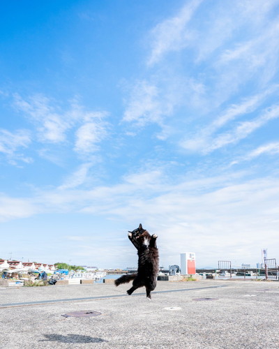 カメラをのぞく猫ちゃん カメラマン猫 かわいい 面白 子猫 地域猫