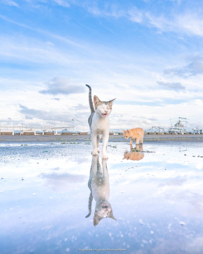カメラをのぞく猫ちゃん カメラマン猫 かわいい 面白 子猫 地域猫