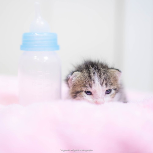 カメラをのぞく猫ちゃん カメラマン猫 かわいい 面白 子猫 地域猫