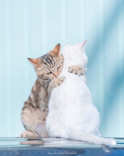 カメラをのぞく猫ちゃん カメラマン猫 かわいい 面白 子猫 地域猫