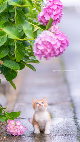 カメラをのぞく猫ちゃん カメラマン猫 かわいい 面白 子猫 地域猫