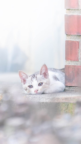 カメラをのぞく猫ちゃん カメラマン猫 かわいい 面白 子猫 地域猫