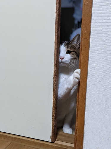猫　引き戸　保護猫　かわいい　面白かわいい