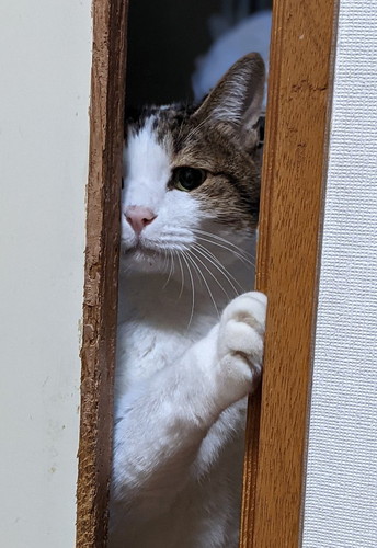 猫　引き戸　保護猫　かわいい　面白かわいい