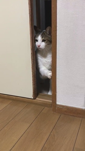 猫　引き戸　保護猫　かわいい　面白かわいい