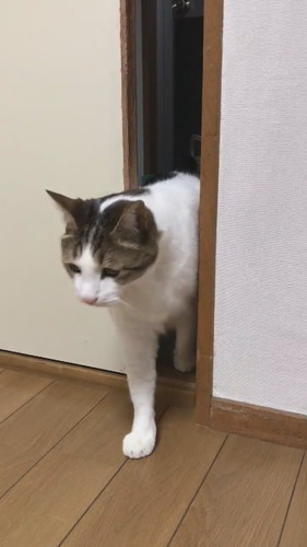 猫　引き戸　保護猫　かわいい　面白かわいい