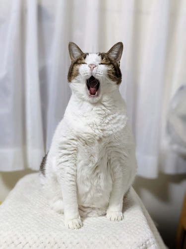 猫　引き戸　保護猫　かわいい　面白かわいい