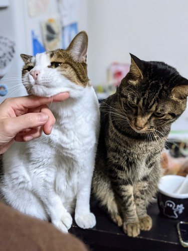 猫　引き戸　保護猫　かわいい　面白かわいい