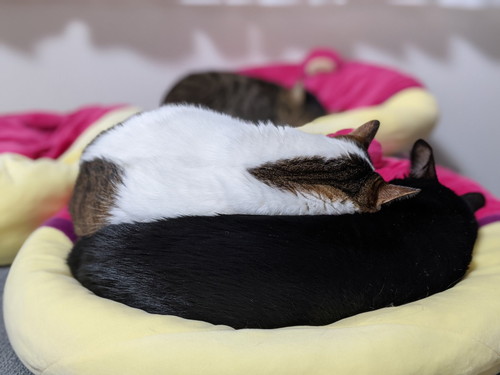 猫　引き戸　保護猫　かわいい　面白かわいい