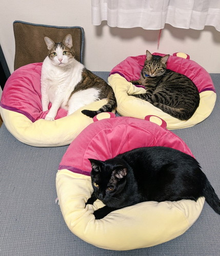 猫　引き戸　保護猫　かわいい　面白かわいい