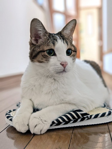 猫　引き戸　保護猫　かわいい　面白かわいい