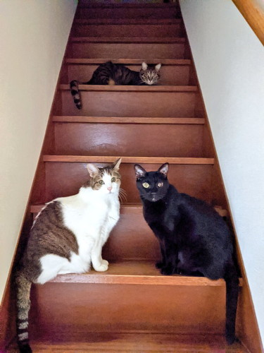 猫　引き戸　保護猫　かわいい　面白かわいい