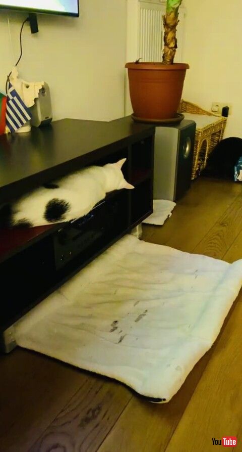 猫 キャビネット 落ちる フラグ 猫ベッド