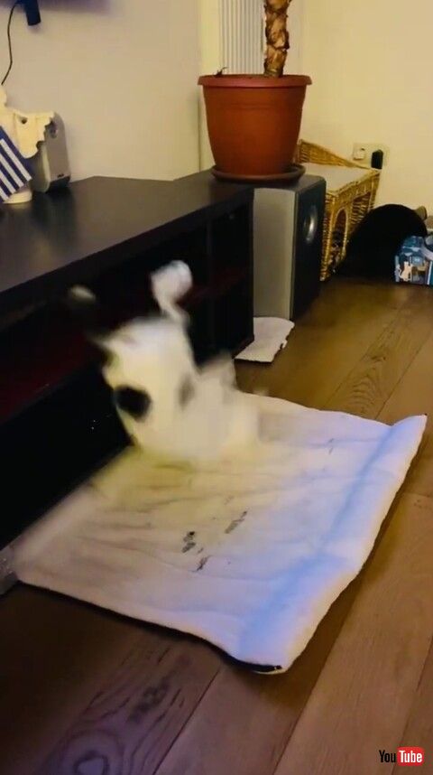 猫 キャビネット 落ちる フラグ 猫ベッド