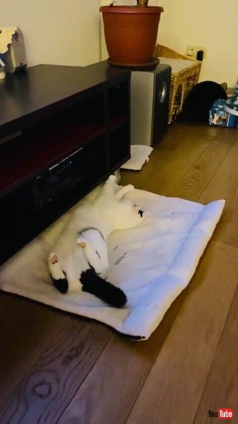 猫 キャビネット 落ちる フラグ 猫ベッド