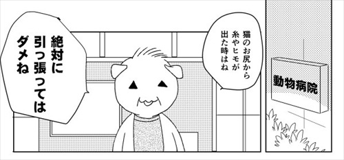 猫の尻からヒモが出た