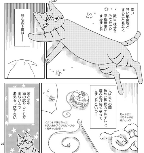 猫の尻からヒモが出た