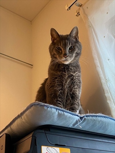 猫の尻からヒモが出た