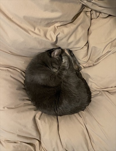 猫の尻からヒモが出た