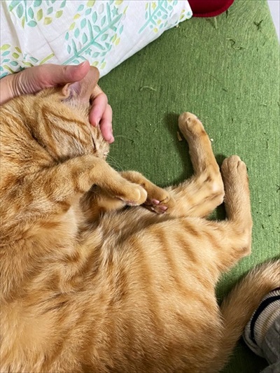 猫の尻からヒモが出た