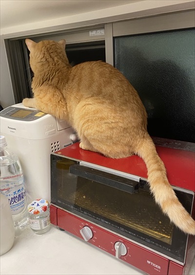 猫の尻からヒモが出た