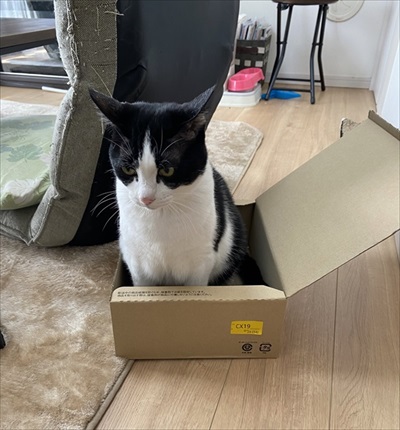 猫の尻からヒモが出た