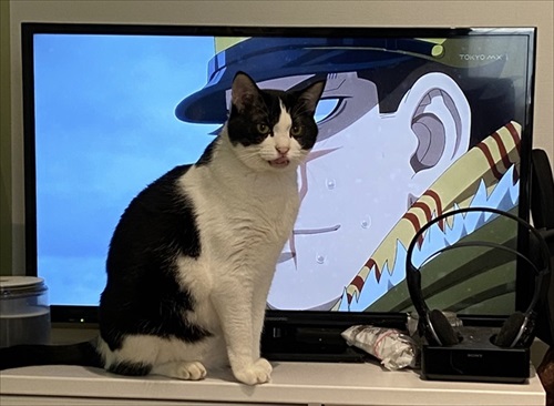 猫の尻からヒモが出た