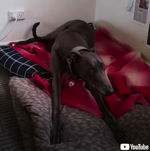 甘えん坊と化したグレーハウンド 保護犬 殺処分 ビフォーアフター かわいい 子犬