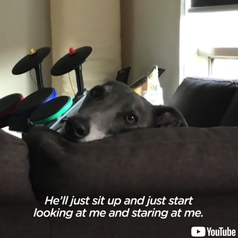 甘えん坊と化したグレーハウンド 保護犬 殺処分 ビフォーアフター かわいい 子犬