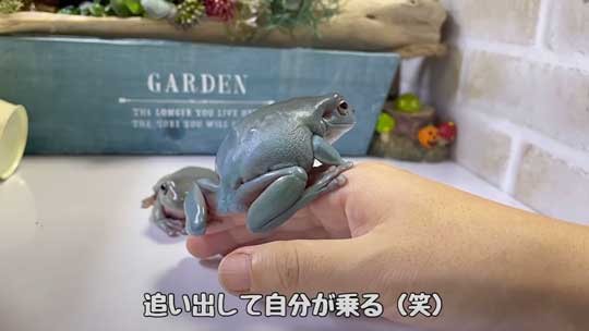 カエル 人に心を許し過ぎてる 人慣れ YouTube イエアメガエル