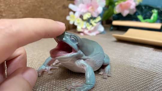 カエル 人に心を許し過ぎてる 人慣れ YouTube イエアメガエル