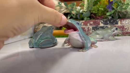 カエル 人に心を許し過ぎてる 人慣れ YouTube イエアメガエル