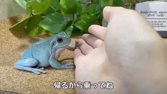カエル 人に心を許し過ぎてる 人慣れ YouTube イエアメガエル