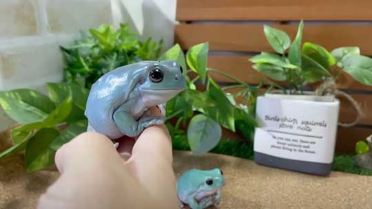 カエル 人に心を許し過ぎてる 人慣れ YouTube イエアメガエル