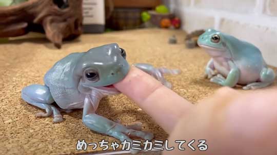 カエル 人に心を許し過ぎてる 人慣れ YouTube イエアメガエル