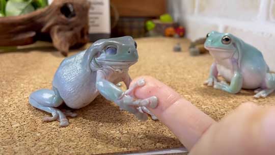 カエル 人に心を許し過ぎてる 人慣れ YouTube イエアメガエル