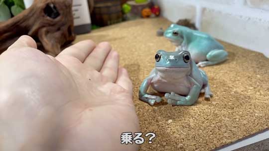 カエル 人に心を許し過ぎてる 人慣れ YouTube イエアメガエル