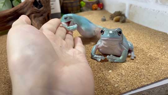 カエル 人に心を許し過ぎてる 人慣れ YouTube イエアメガエル