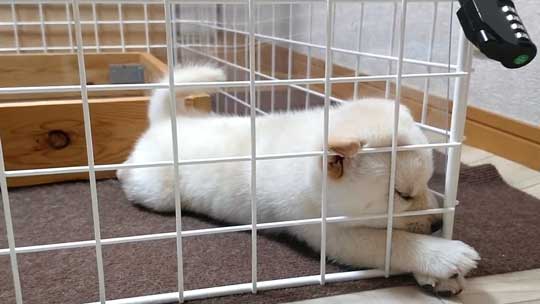 柴犬寝落ち