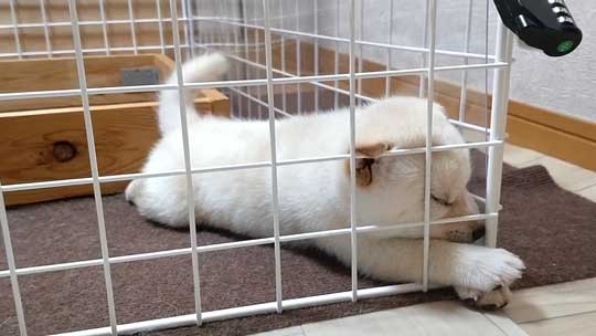 柴犬 子犬 しっぽで分かる 寝落ち 赤ちゃん かわいい 犬動画