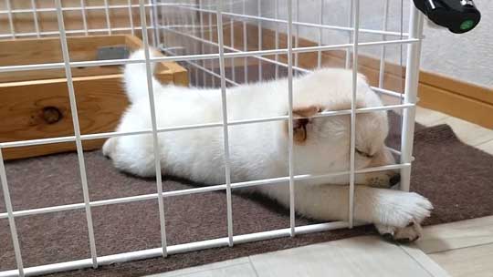 柴犬 子犬 しっぽで分かる 寝落ち 赤ちゃん かわいい 犬動画