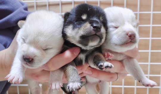 柴犬 子犬 しっぽで分かる 寝落ち 赤ちゃん かわいい 犬動画