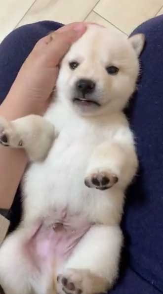 柴犬 子犬 しっぽで分かる 寝落ち 赤ちゃん かわいい 犬動画