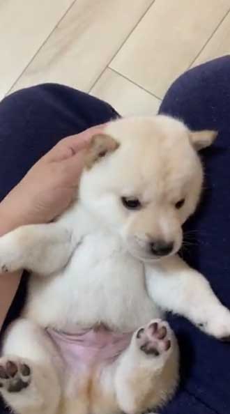 柴犬 子犬 しっぽで分かる 寝落ち 赤ちゃん かわいい 犬動画