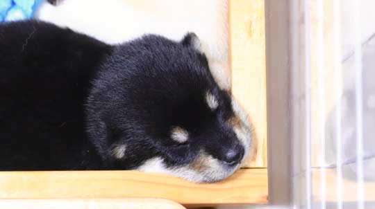柴犬 子犬 しっぽで分かる 寝落ち 赤ちゃん かわいい 犬動画