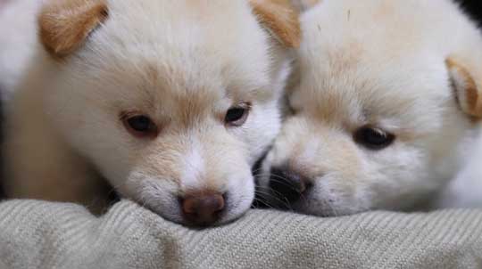 柴犬 子犬 しっぽで分かる 寝落ち 赤ちゃん かわいい 犬動画