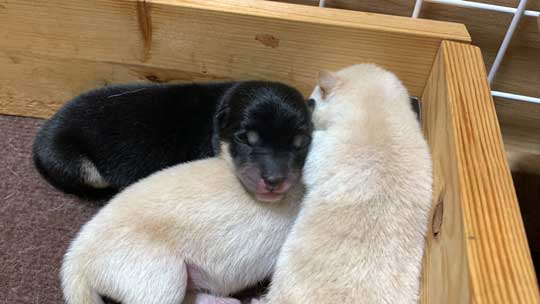 柴犬 子犬 しっぽで分かる 寝落ち 赤ちゃん かわいい 犬動画