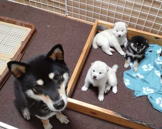 柴犬 子犬 しっぽで分かる 寝落ち 赤ちゃん かわいい 犬動画