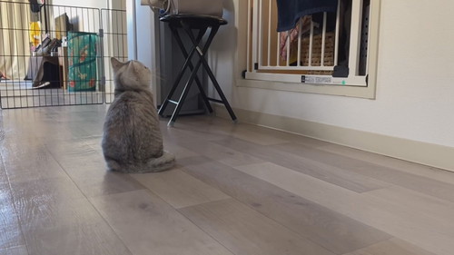 しらす 猫 パパ シャワー 待つ モニタリング 遊ぶ