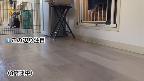 しらす 猫 パパ シャワー 待つ モニタリング 遊ぶ